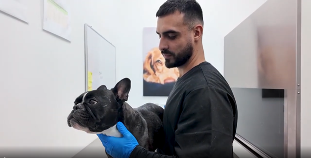 Costa Rica se conecta con las tendencias mundiales que marcarán el futuro de la oncología veterinaria